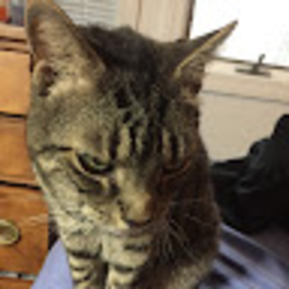 supercat1234444
